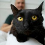 котячий будиночок