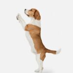 тварина-собака