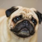 портрет собаки