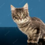 кішка сидить