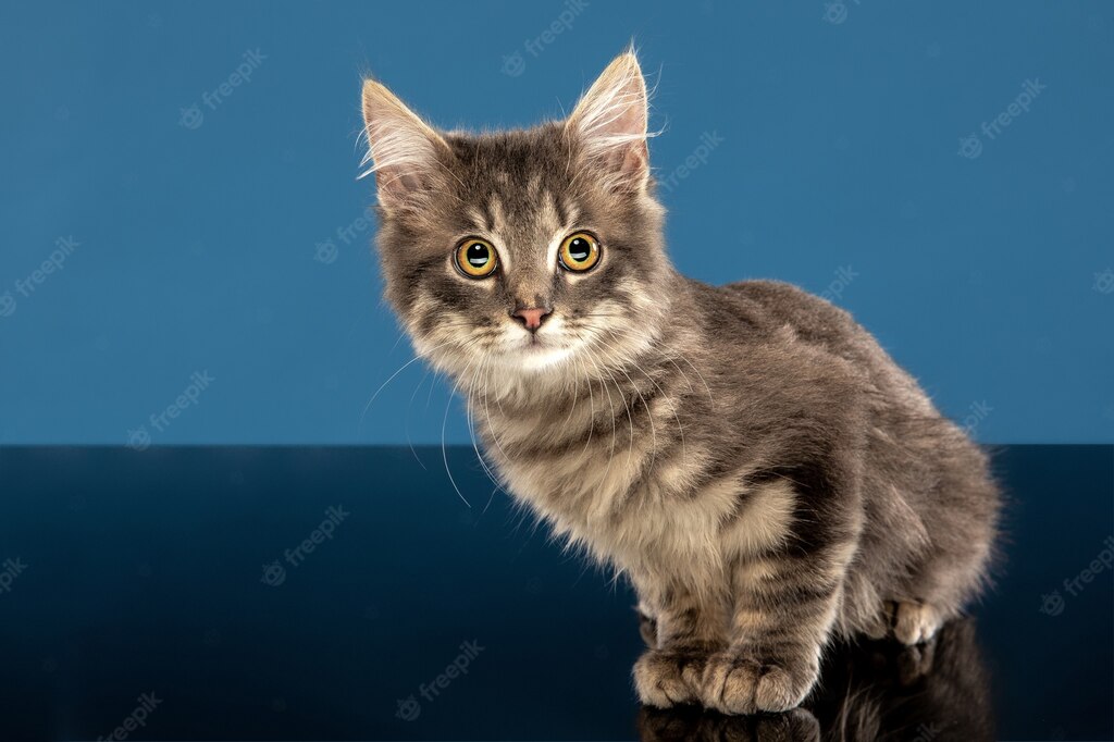 кішка сидить