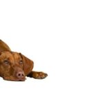 собака портрет