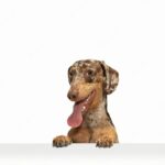 портрет собаки