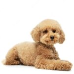 портрет собаки