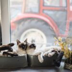 котячий будинок