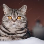 веселий кіт