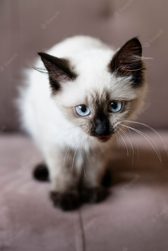 коти улюбленець