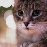 домашні тварини