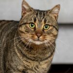 котячий будиночок