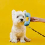 тварина собака