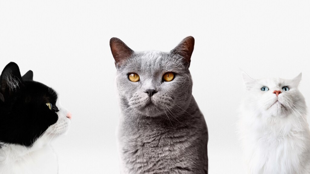 домашні тварини