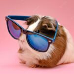 морська свинка