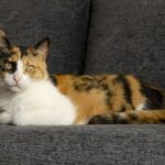 котячий будиночок