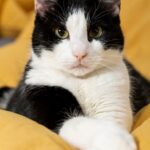 котячий будиночок