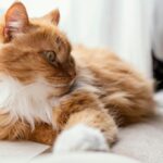 коти улюбленець