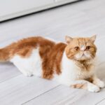 коти улюбленець