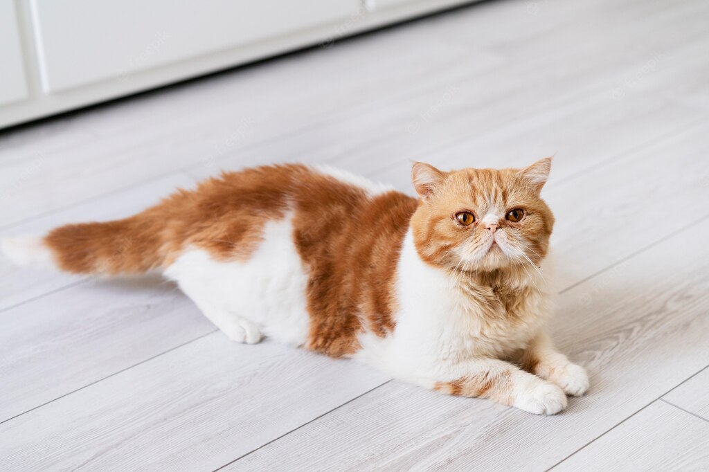 коти улюбленець