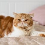 коти улюбленець