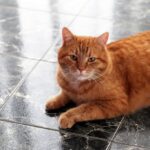 коти улюбленець