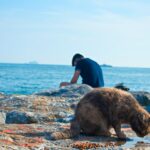 коти домашня тварина