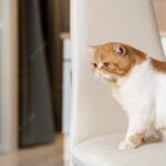 котячий будиночок