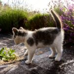 лавандове поле