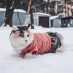 смішний кіт