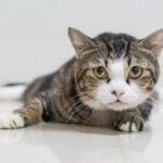 британська короткошерста