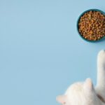 корм для котів