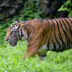 чорний тигр