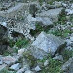 сніговий барс