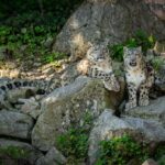 сніговий барс