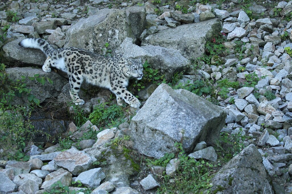 сніговий барс