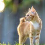 коти улюбленець