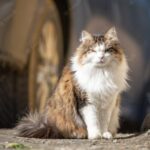 сварливий кіт