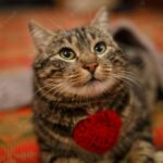 персидський кіт