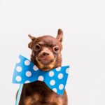 портрет собаки