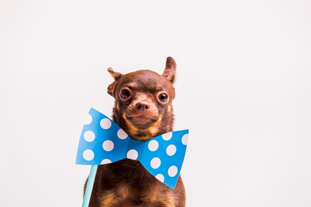 портрет собаки