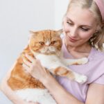 коти домашня тварина