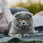 сімейний парк