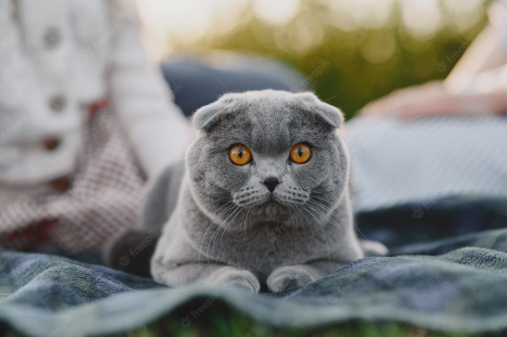 сімейний парк