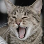 смішний кіт