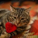 веселий кіт