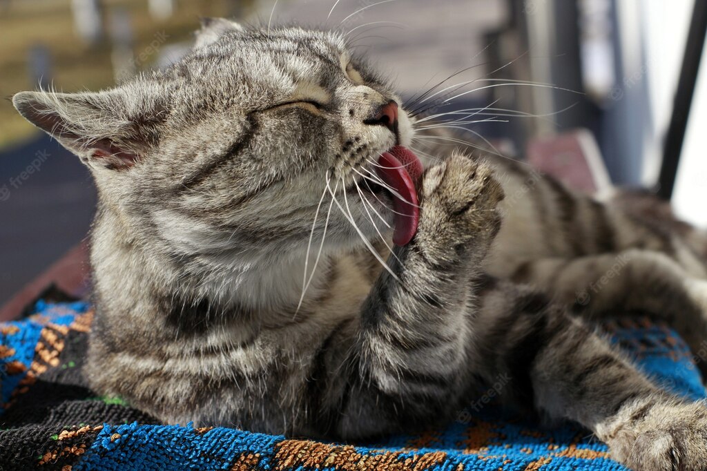 африканське сафарі