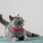 британська короткошерста