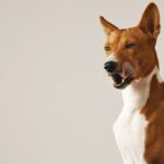 портрет собаки