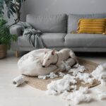 домашня тварина