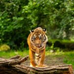 чорний тигр