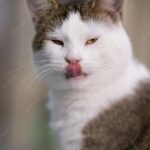 сварливий кіт