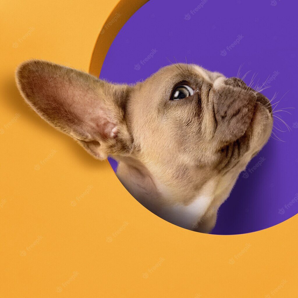 Домашня тварина